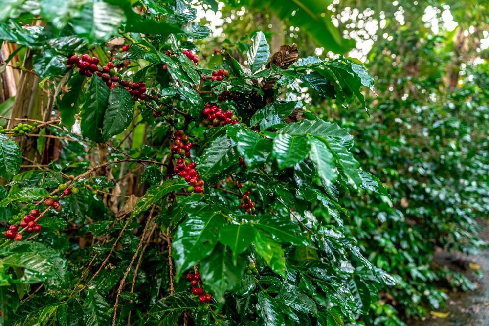 2lb/40lb - Papua New Guinea AA – Freshest Premium Unroasted Green Coffee Beans gallery