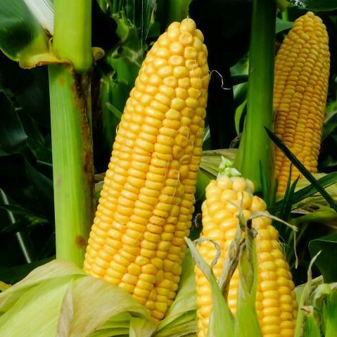 Honey Select Triple Sweet Corn Seeds | AAS Winner Untreated Yellow SY Seed 2023 gallery