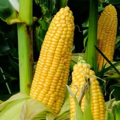 Honey Select Triple Sweet Corn Seeds | AAS Winner Untreated Yellow SY Seed 2023