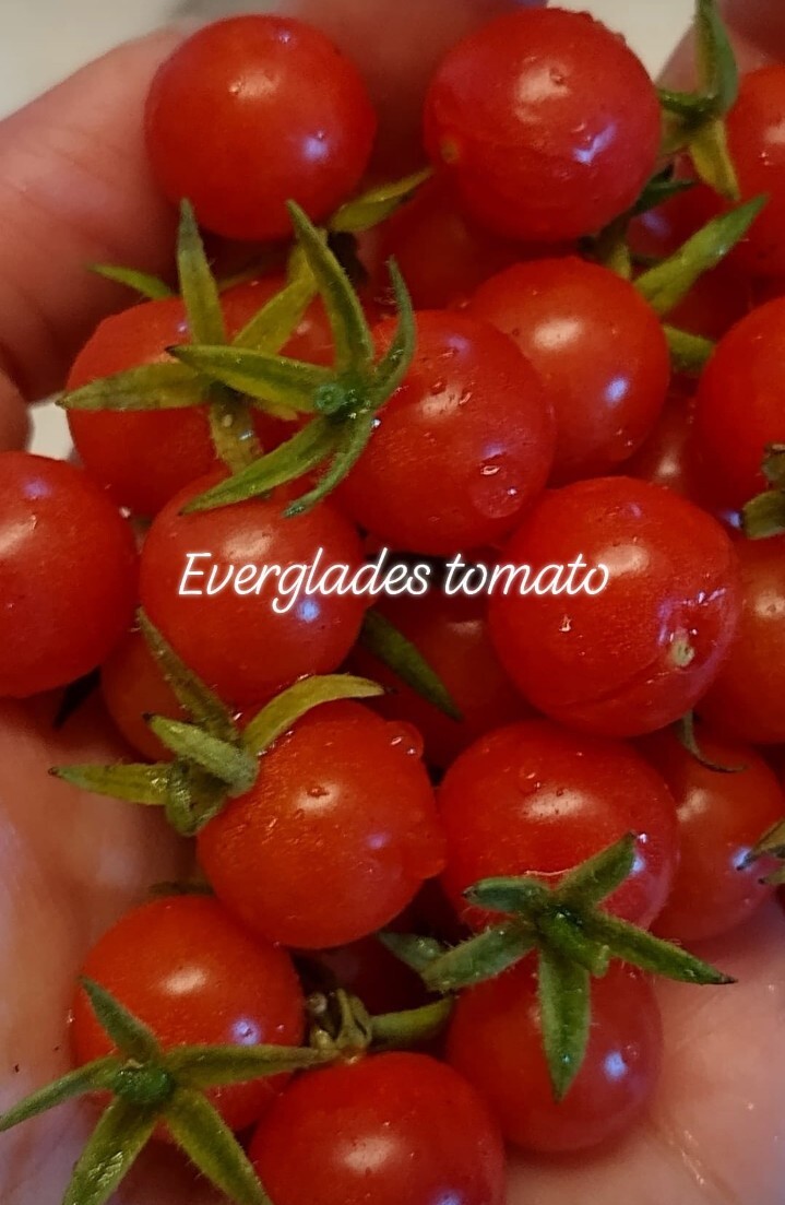 15+ NATIVE FLORIDA EVERGLADES TOMATO SEEDS May 2026 Harvest South Florida gallery