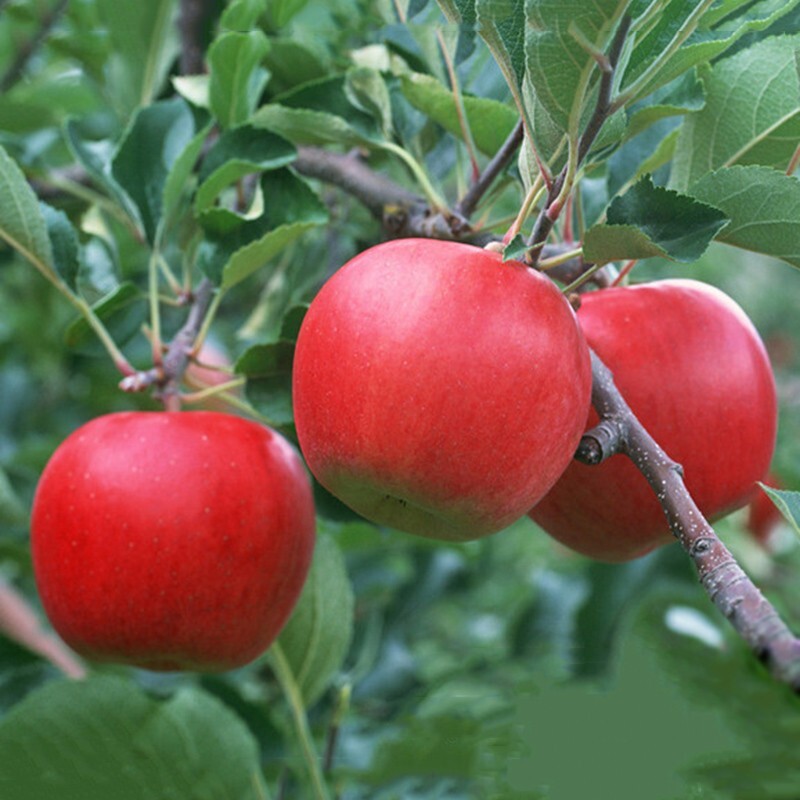 Red Delicious Apple tree seeds 5 count gallery