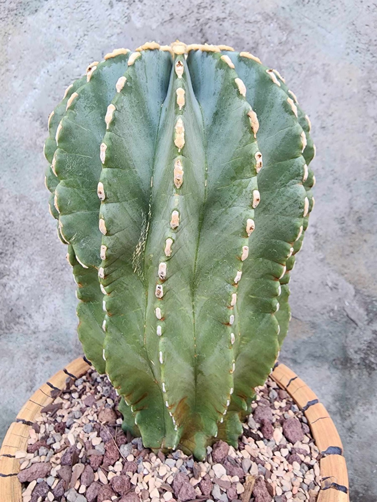 Ferocactus Glaucescens Inermis - Blue Barrel Cactus BIG Old Specimen Rare Exact gallery