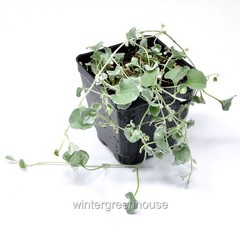 Dicondra argentea, Silver Falls, Silver Nickel Vine, Container Size: 3.5″ square