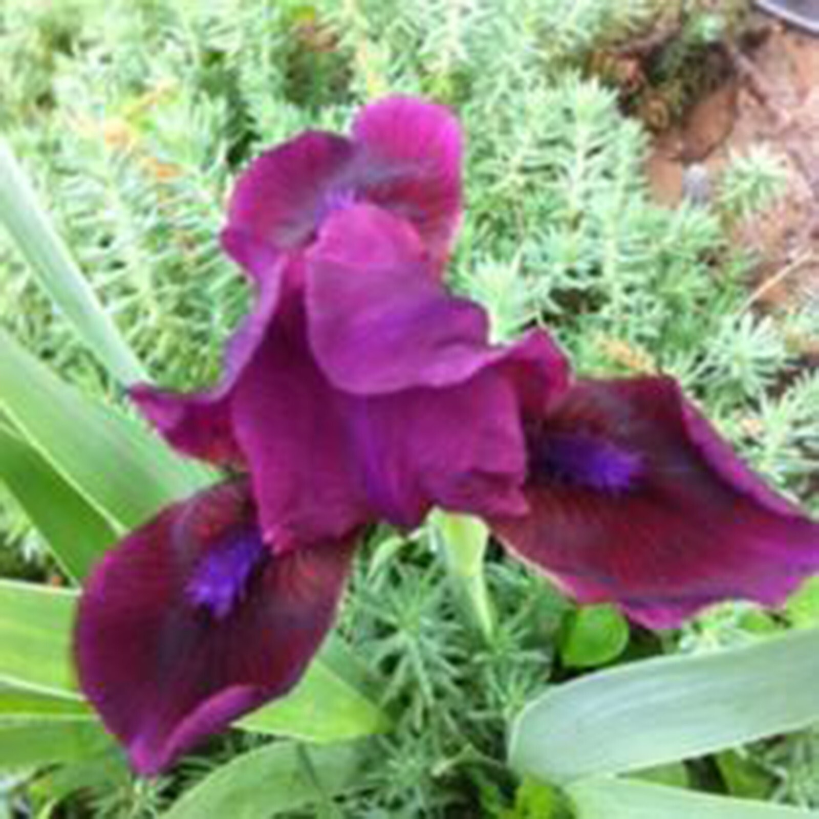 **CANDY APPLE* Dwarf Bearded Iris. Pre-Order, Fresh Dig, Combined Ship: Aug/Sep gallery