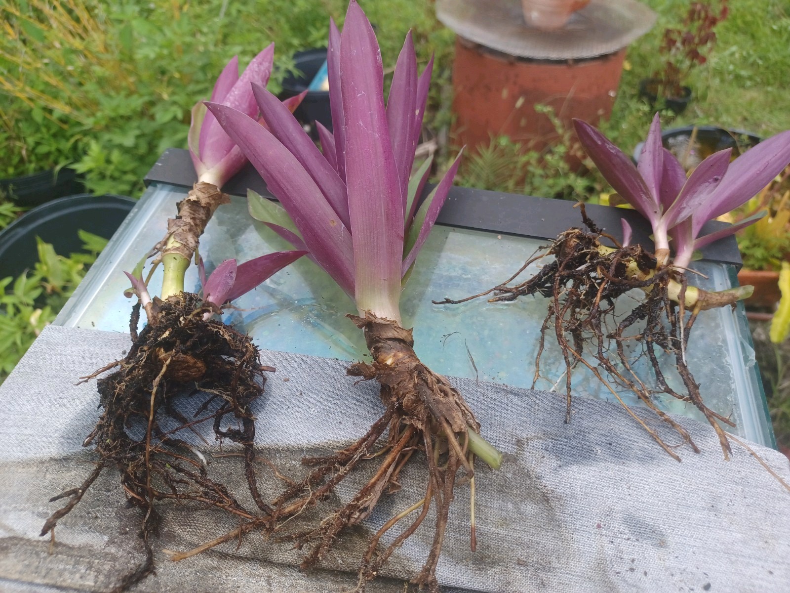 20 Bare root Dwarf Oyster gallery