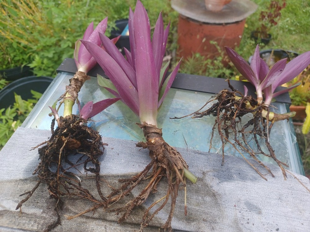 20 Bare root Dwarf Oyster
