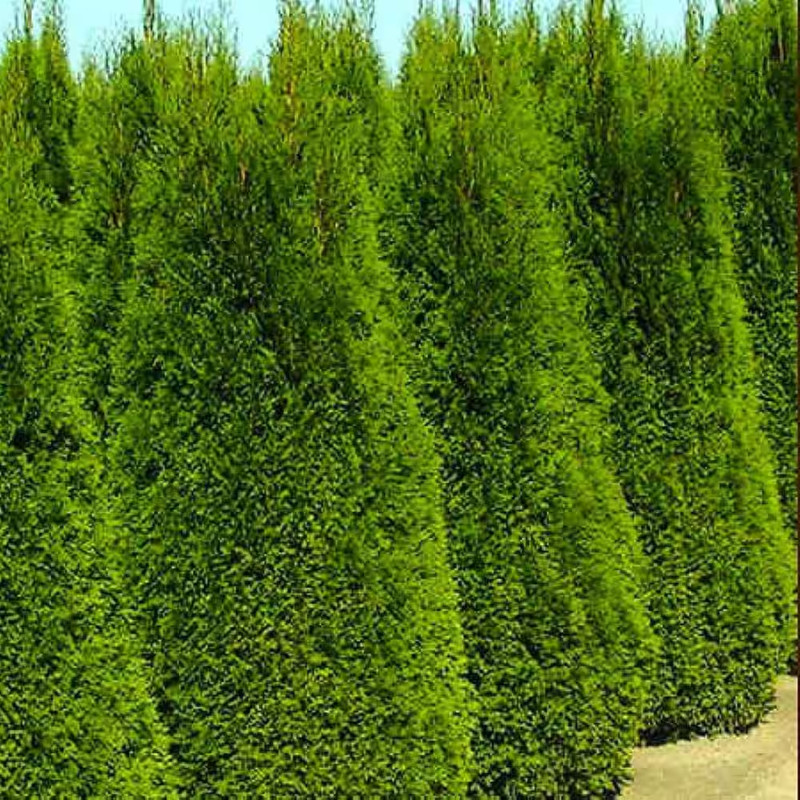 2.5 QT. - Emerald Green Arborvitae (Thuja) Live Evergreen Shrub, Green Foliage # gallery