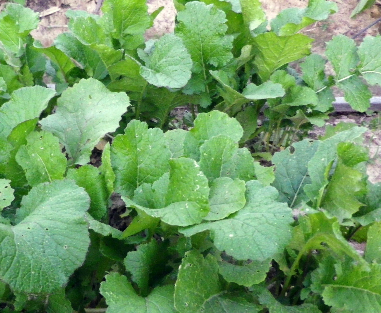 Seven Top Turnip Seeds 1000+ Vegetable Garden NON-GMO HEIRLOOM USA FREE SHIPPING gallery