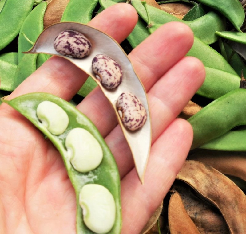 Jackson Wonder Lima Bean Seeds | Southern Speckled Baby Butter Beans Seed 2024 gallery