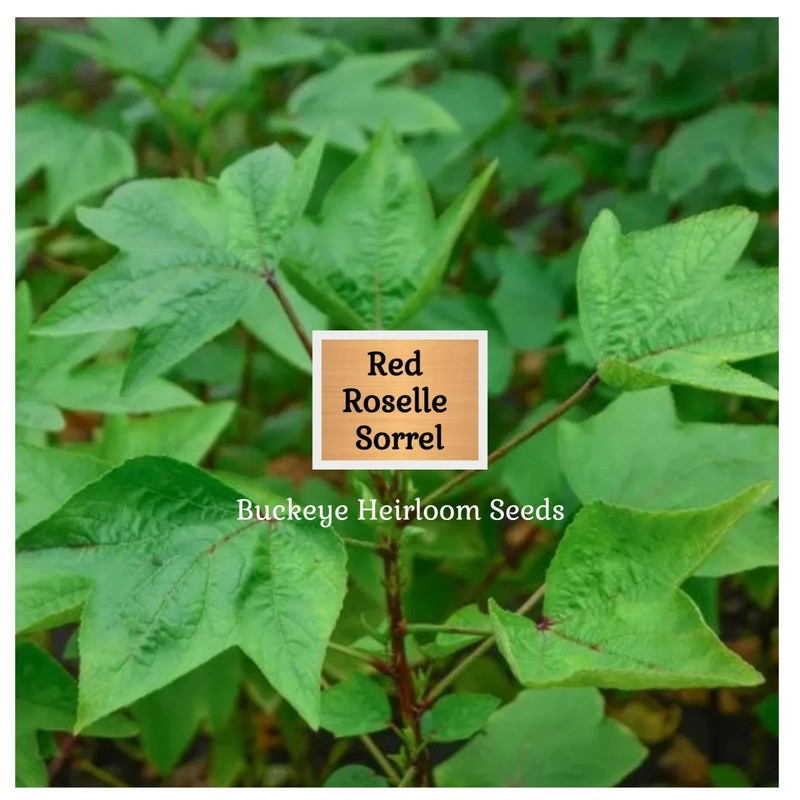 Red Roselle Sorrel | Asian Sour Leaf | 20 Seeds | Hibiscus sabdariffa gallery