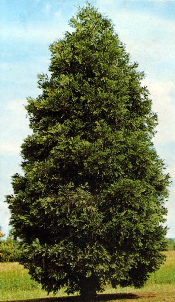 Incense Cedar, Libocedrus decurrens (Calocedrus decurrens) Tree Seeds (Evergreen