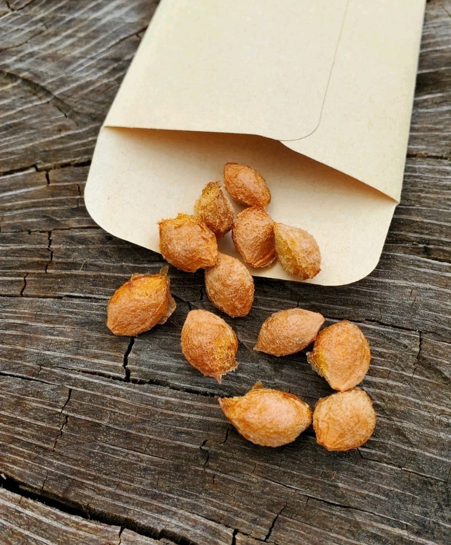 10+ Flatwoods Plum Seeds – Fresh 2026 Harvest | Beyond Organic gallery