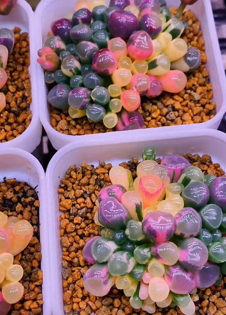 50 Lithops Seeds – Living Stone Succulent – Rare Colorful Varieties gallery