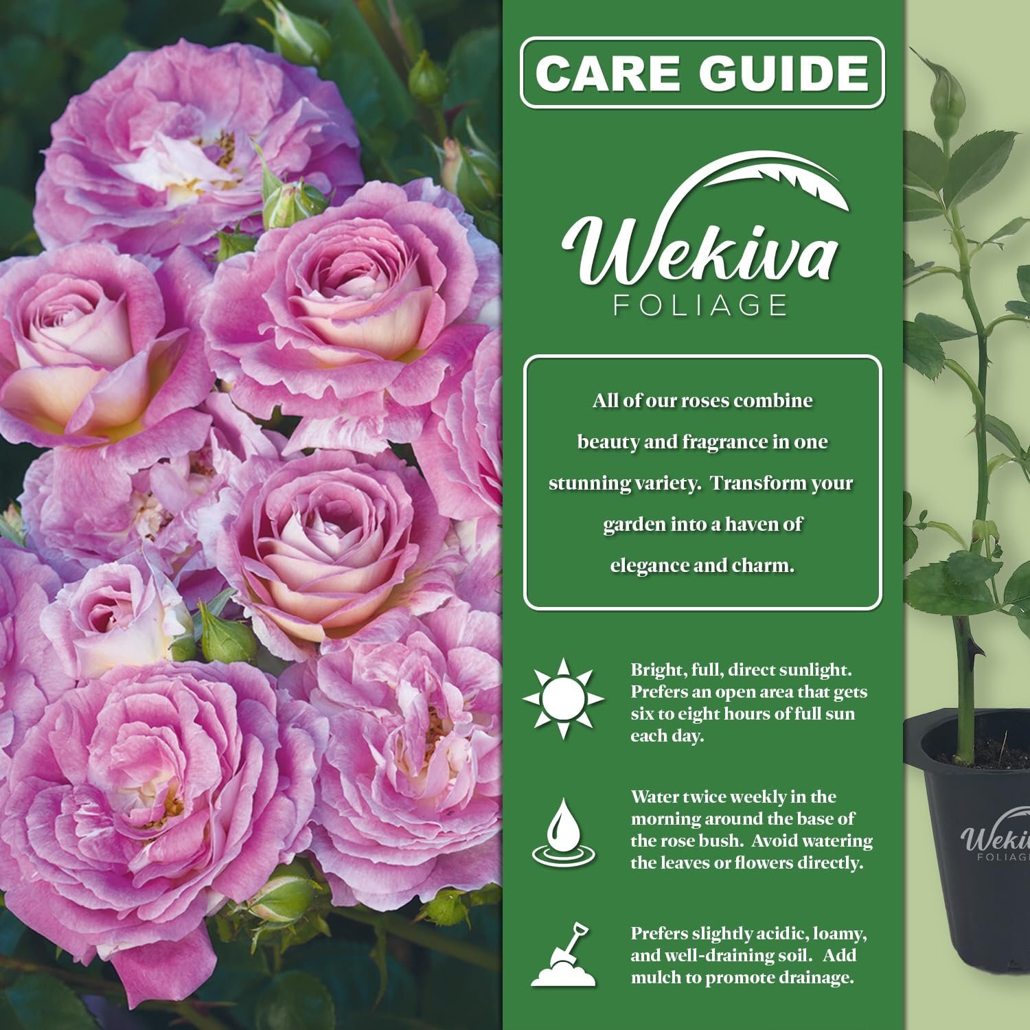 Arctic Blue Rose Bush - Live Starter Plants in 2 Inch Pots gallery
