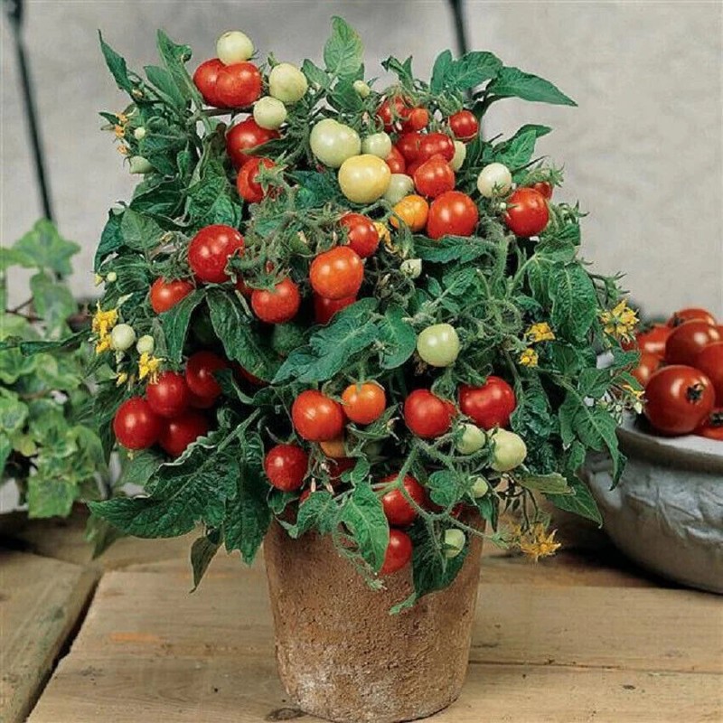 Fresh Red Robin Tomato Seeds | Heirloom & Non-GMO | Fresh Vegetable Seeds gallery
