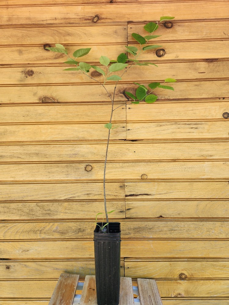12” – 18” Downy Serviceberry Tree – Amelanchier arborea - live tree