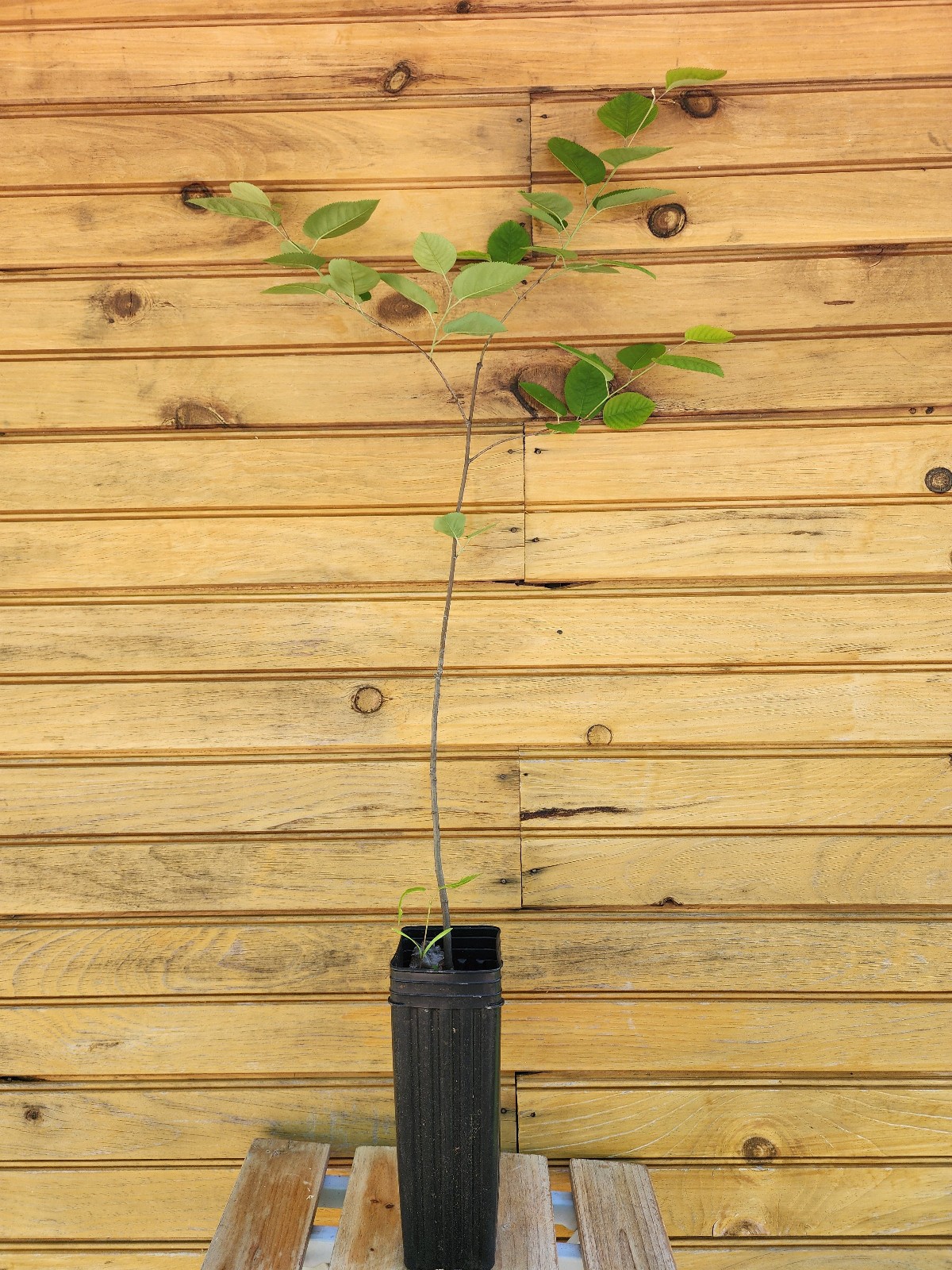 12” – 18” Downy Serviceberry Tree – Amelanchier arborea - live tree gallery