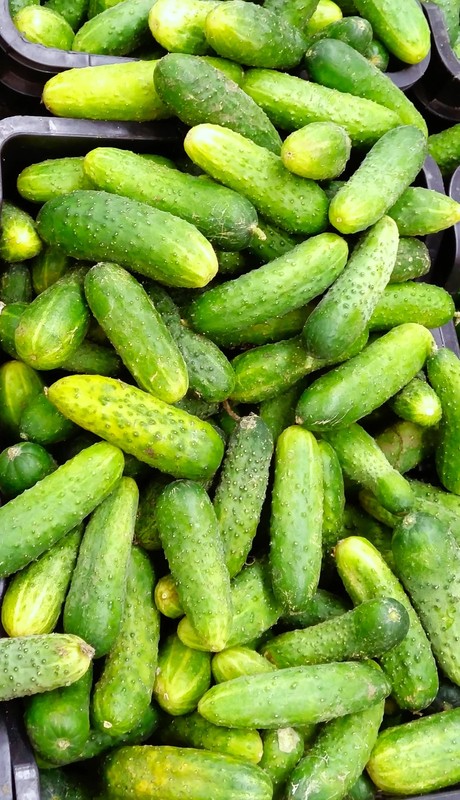 Boston Pickling Cucumber Seeds - For 2026 Planting Dark Green Kirby Heavy gallery