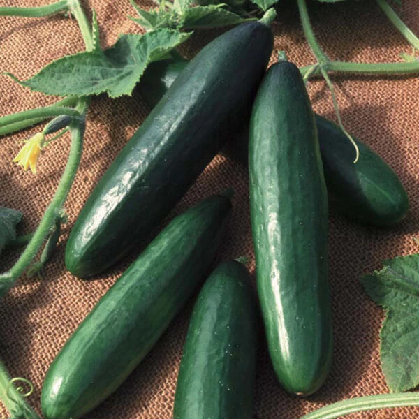 Diva Cucumber Seeds | AAS Winner | Non-GMO | Free Shipping | Seed Store | 1058 gallery