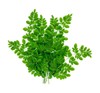 Organic Fresh Moringa OLEIFERA Leaves (3 OZ) from florida, USA gallery