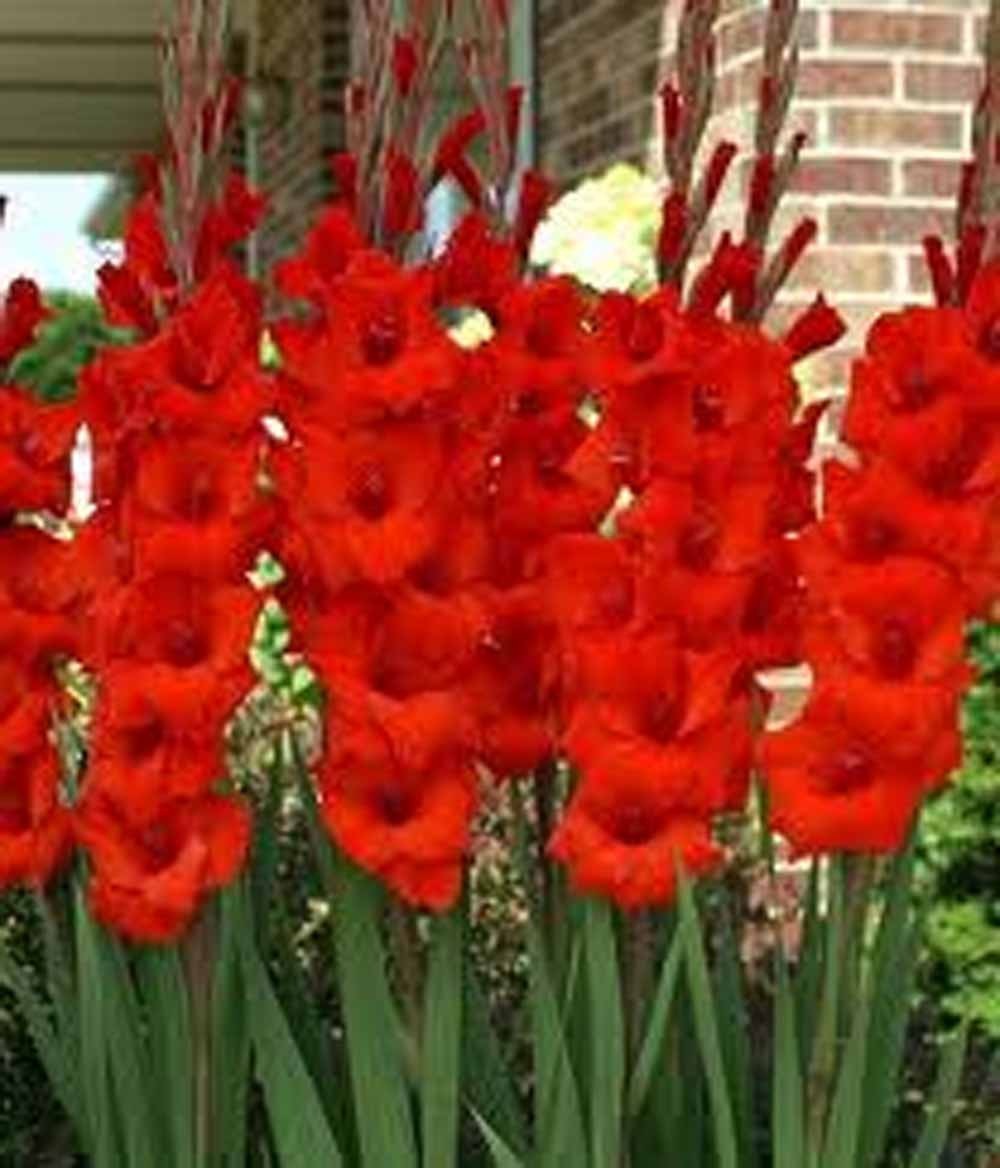 Gladiolus Flower Bulb/Corms, Red Bulbs Unique Garden Statement, Country Creek gallery