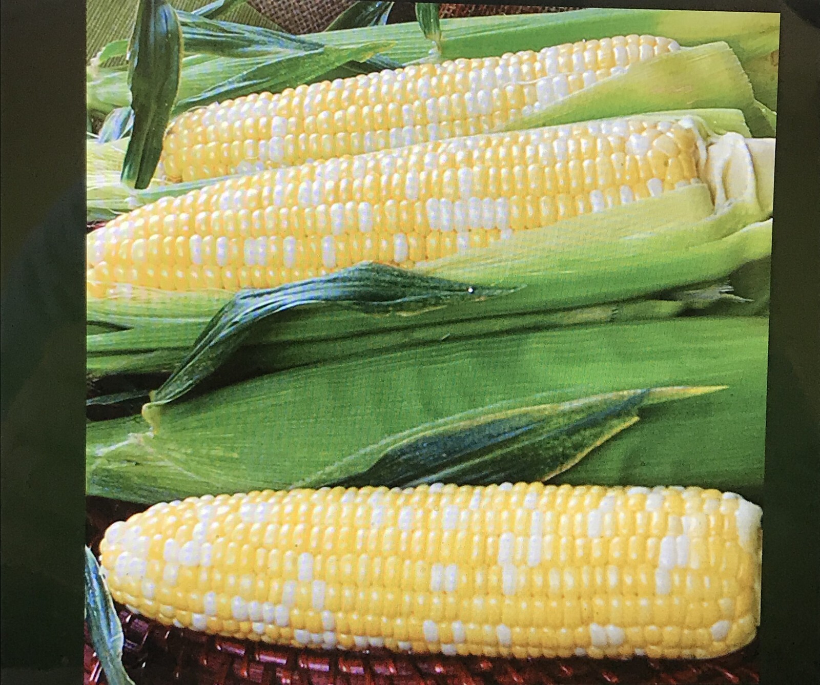 G90 Delicious Hybrid Sweet Corn Seed Bicolor Treated 350 Seeds, 4oz. 95% Germ. gallery