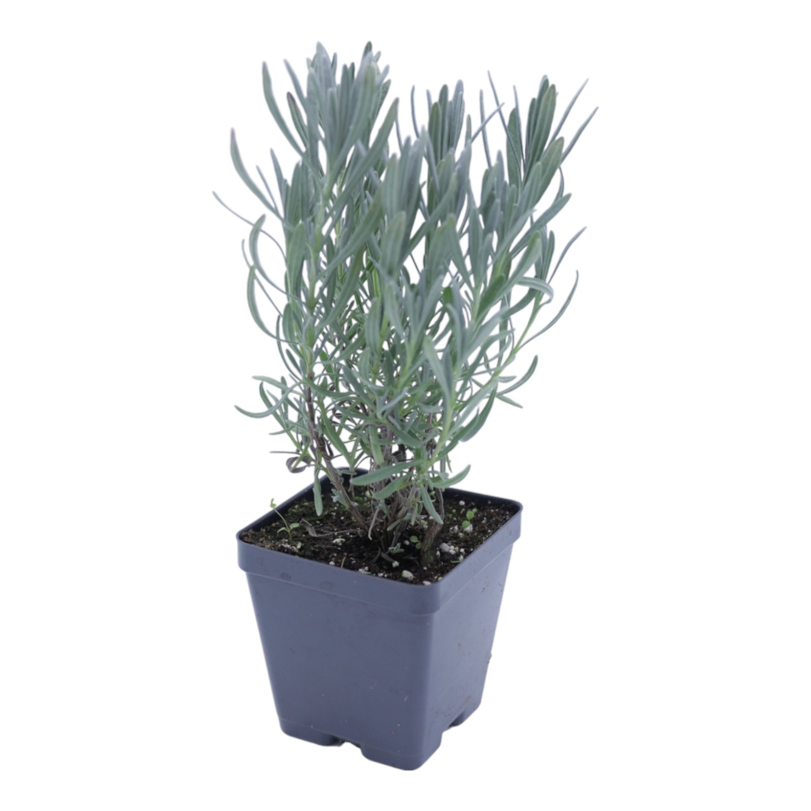 Live SENSATIONAL LAVENDER Plant + Lavandula x intermedia - [Pint Pot] -Perennial gallery