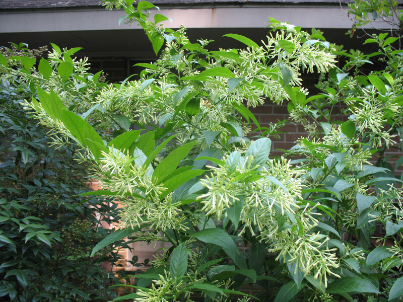 ~Night Blooming Jasmine~ Cestrum Nocturnum~ Live Plant~ Intensely Fragrant~ gallery
