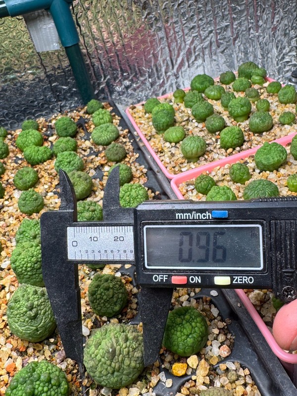 Pseudolithops eylensis Seedling Rare Succulent Live Plant 1” Seed Grown USA gallery