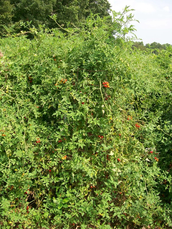 Florida Everglades Tomato - Seeds - Florida Native - heat tolerant - Heirloom gallery