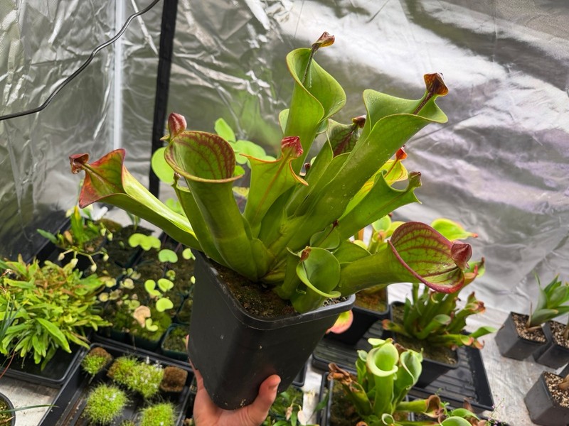 Heliamphora macdonaldae gallery