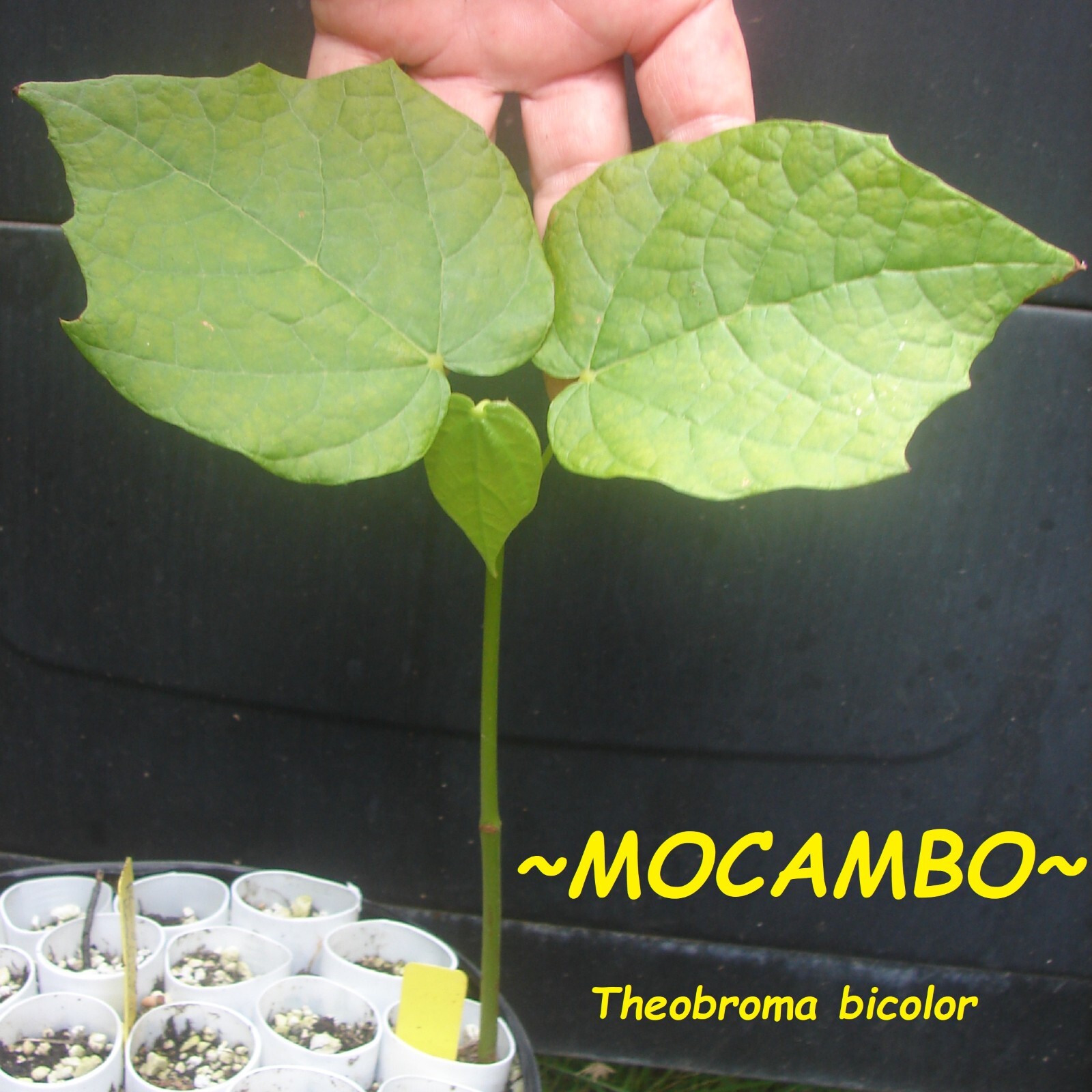 Pataxte ~MOCAMBO~ Theobroma bicolor WHITE CACAO TREE Balam-te JAGUAR small Plant gallery