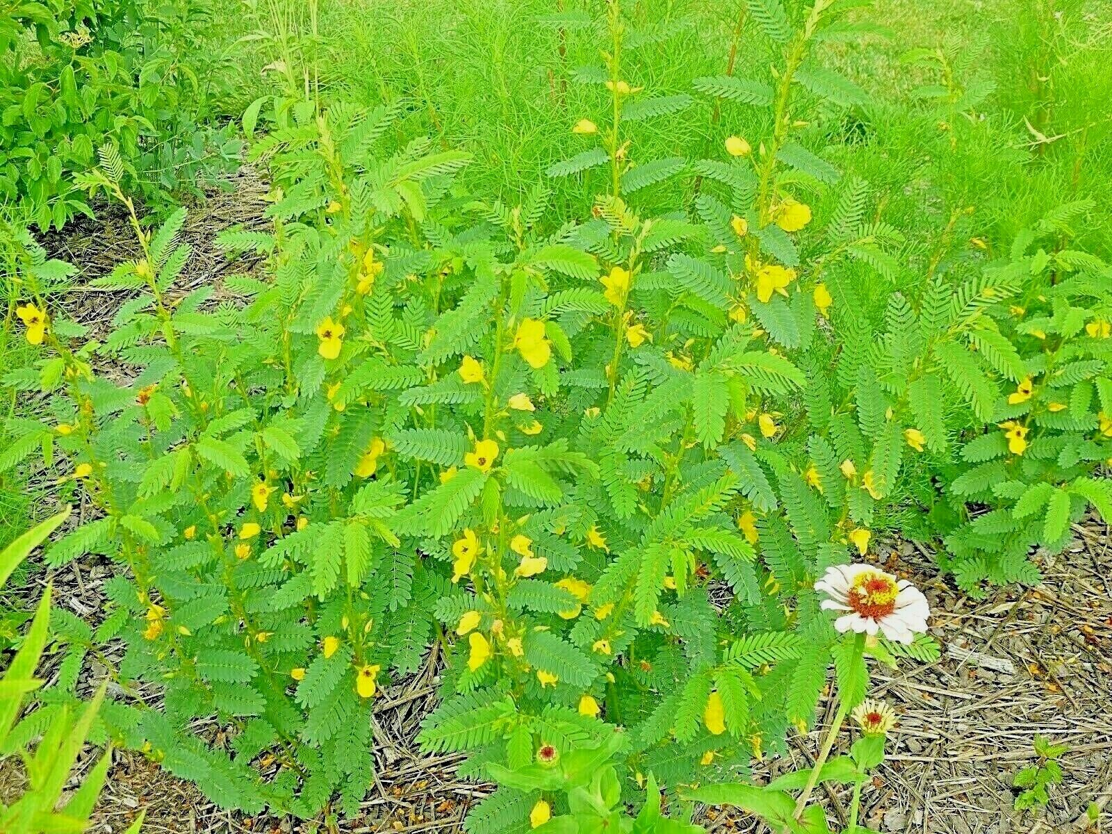 201+ PARTRIDGE PEA Seeds Native Wildflower Fall Food Source Turkey Deer Birds gallery