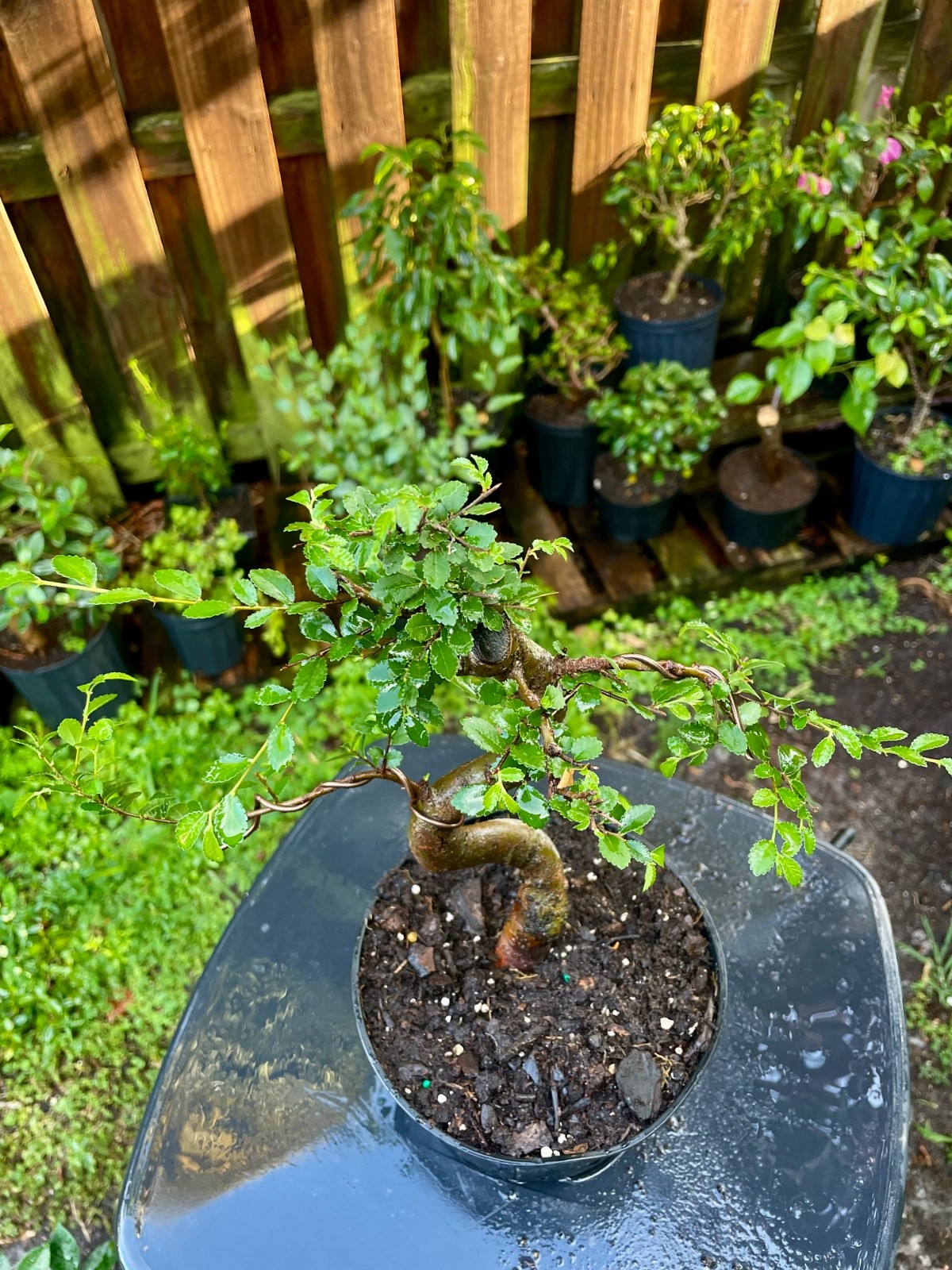 CHINESE ELM Pre-Bonsai /Bonsai S Tree Cold Hardy / Tiny leaves 5 years old gallery