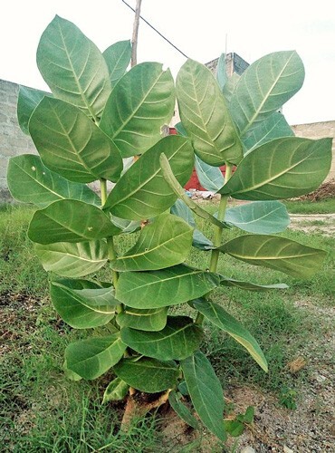 Calotropis procera | Sodom Apple | 20 Seeds gallery
