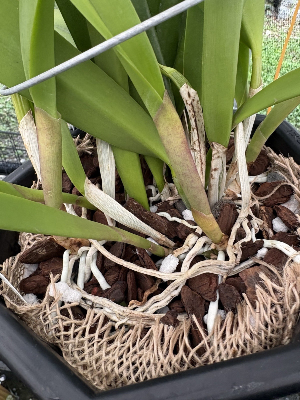 B. nodosa x Rlc. Donna Kimura - Cattleya Hybrid - 8” Basket gallery
