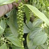 Ceylon White Pepper Premium Quality 100% Natural pure spices gallery