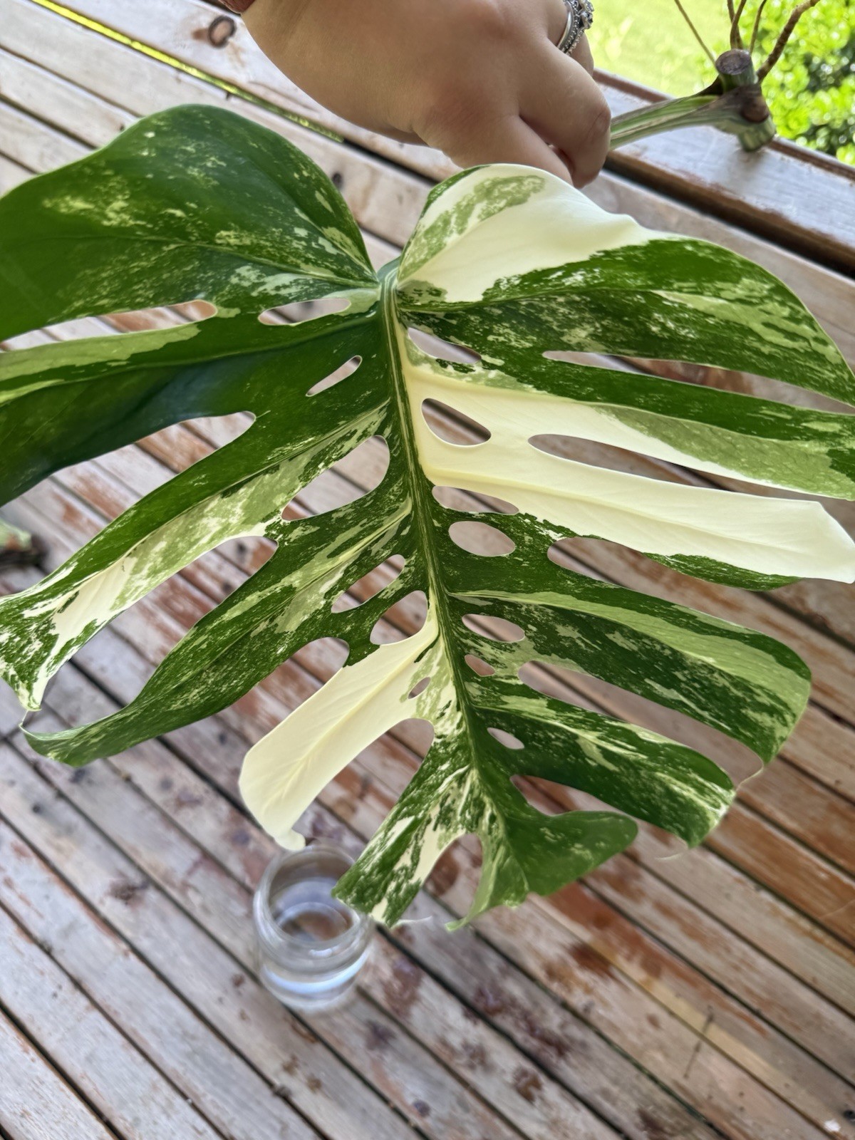 Monstera Albo Borsigiana HIGH Variegated Cutting - Large Leaf- Plant F gallery