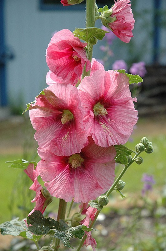 Alcea rosea Single Pink | 20_Seeds gallery