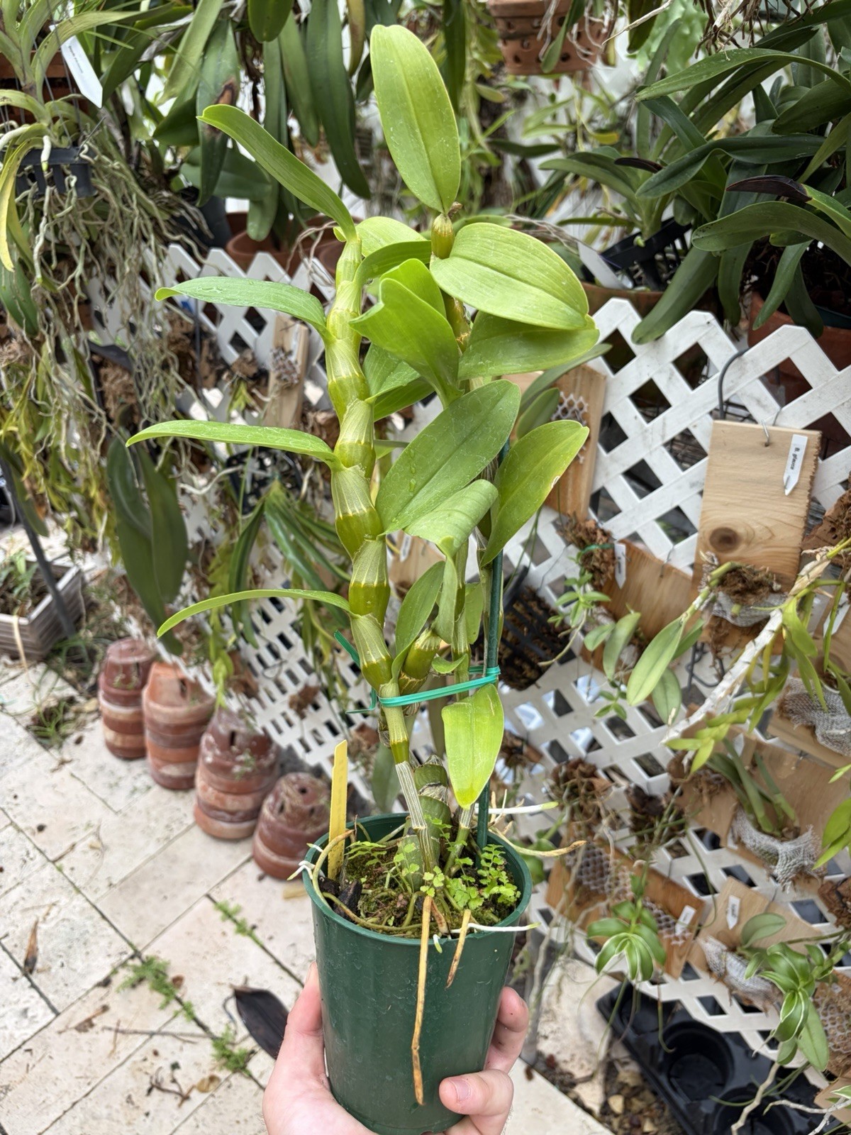 Dendrobium Red Emperor 'Prince' Nobile Type Den. 4” Orchid Plant gallery