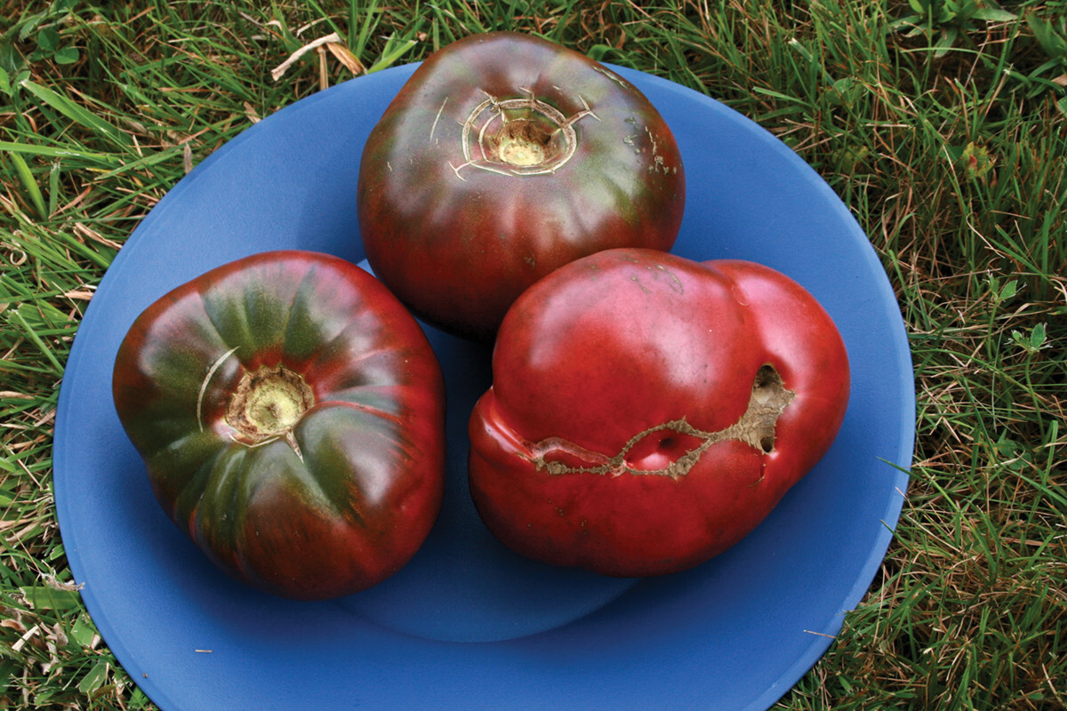 Cherokee Purple Tomato Seeds, Heirloom, NON-GMO, Variety Sizes, FREE SHIPPING gallery