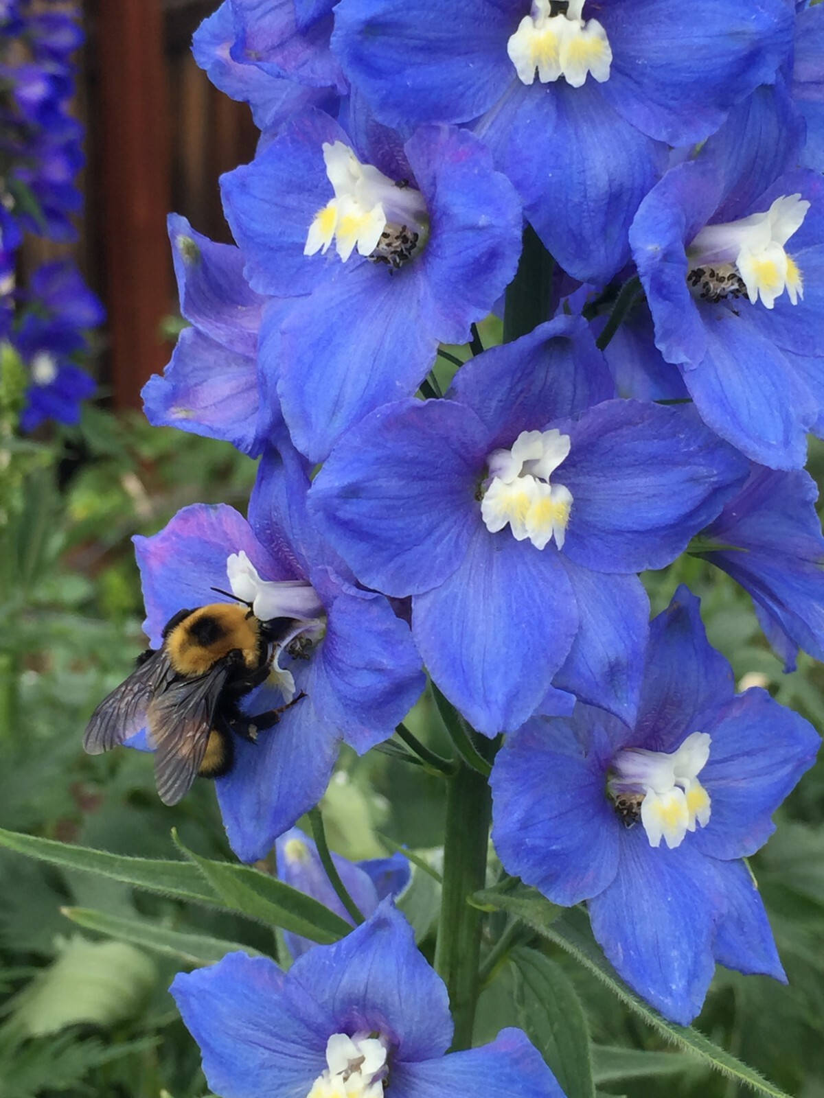 150 seeds DELPHINIUM KING ARTHUR Royal BLUE / PURPLE Tall perennial +gift gallery