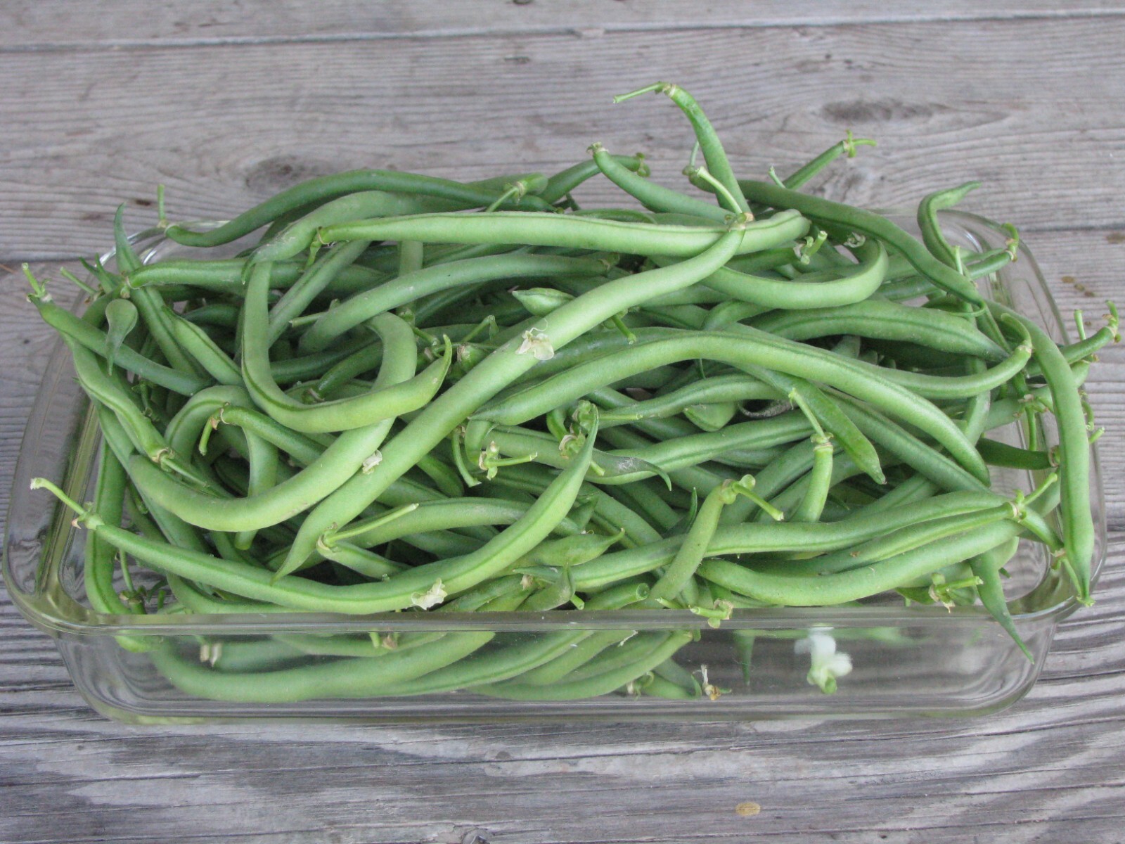 Jade Bush Green Bean Seeds, Stringless, NON-GMO, FREE SHIPPING gallery