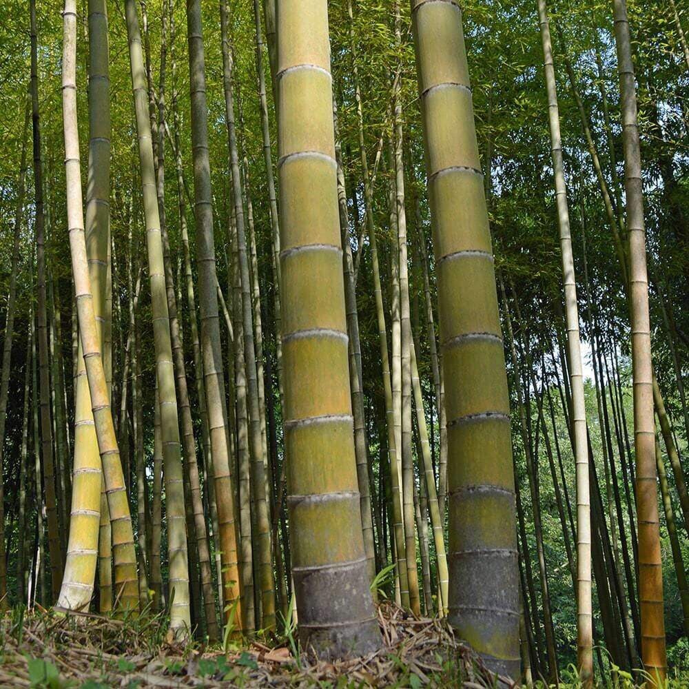 30+ MOSO Bamboo Seeds. Giant Phyllostachys edulis. USA Seller, Fast Shipping gallery