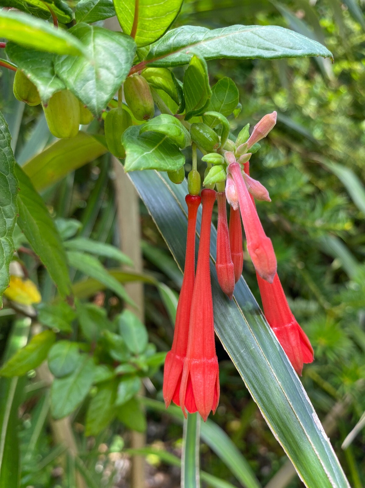 Fuchsia vulcanica | 20 Seeds gallery