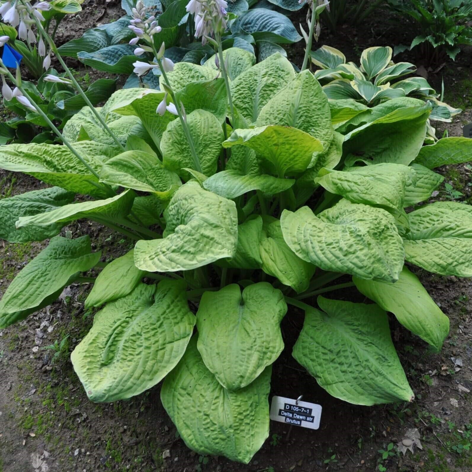 hosta TELEGRAHAM medium gold yellow sun tolerant 2.5" pot = 1 Live Potted Plant gallery