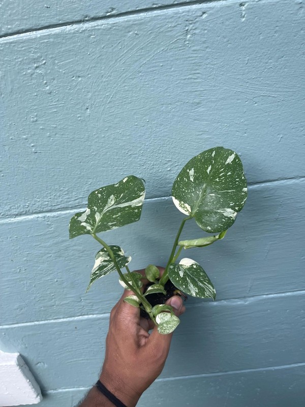 Variegated Monstera Thai Constellation Rare Live Indoor Tropical Houseplant gallery