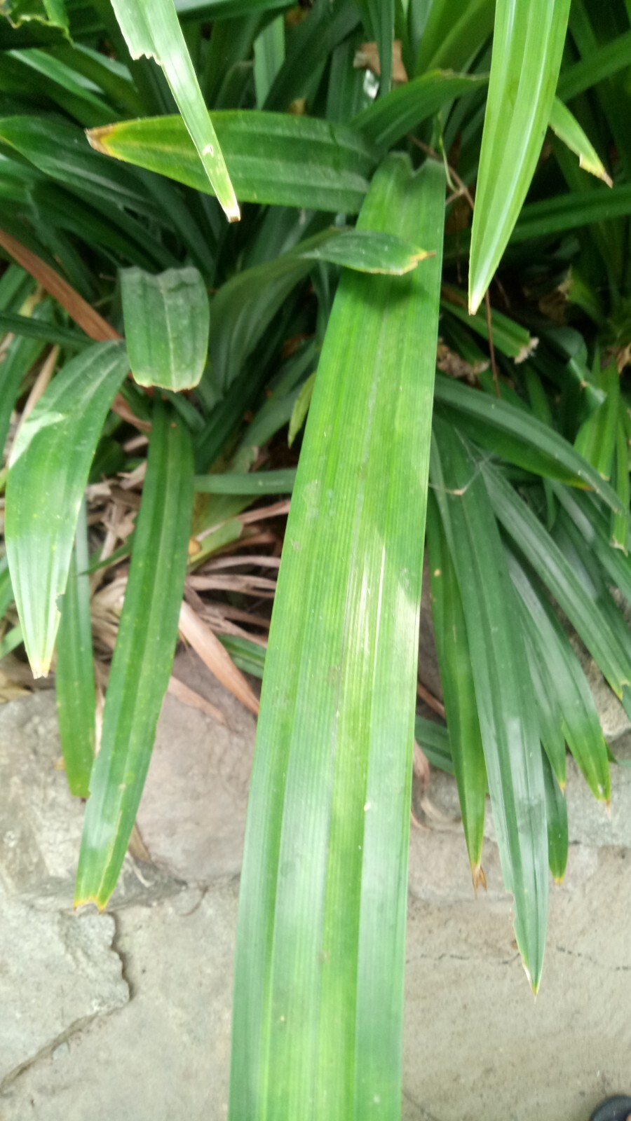 100% Fresh Dried Pandan leaves suitable for eat with meal no allergies new gallery