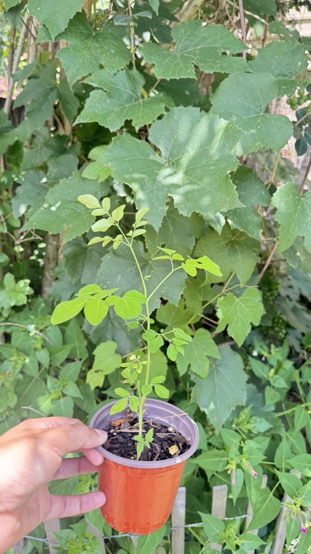 1 Moringa Oleifera Tree Seedling Fast Growing Pollinator Friendly gallery