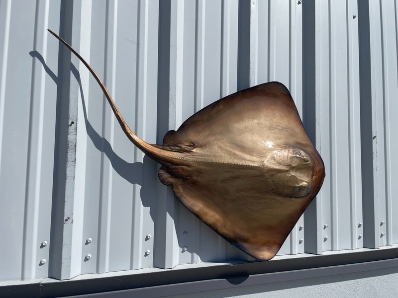 46" Southern Stingray Half Mount - Quick Production gallery